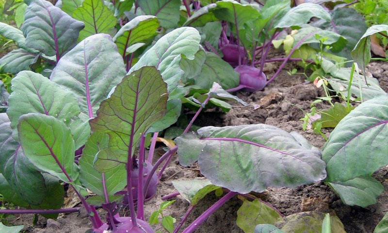 Education, Farm Visits, Market Harborough Leicestershire