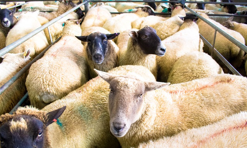 Education, Farm Visits, Market Harborough Leicestershire