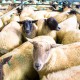 Education, Farm Visits, Market Harborough Leicestershire