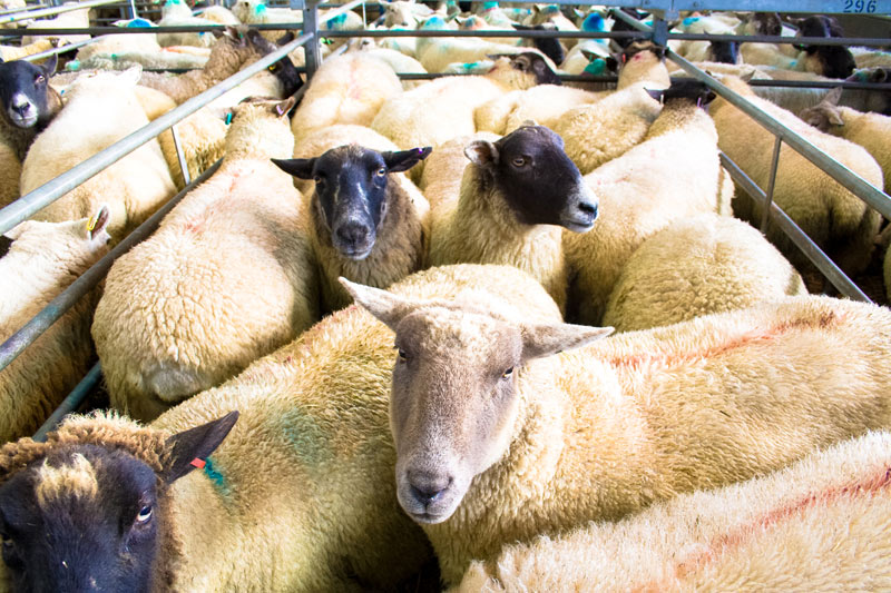 Education, Farm Visits, Market Harborough Leicestershire
